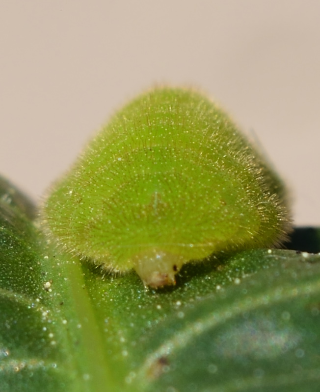 Sorpresa di (quasi) Pasqua: Lycaena dispar, Lycaenidae